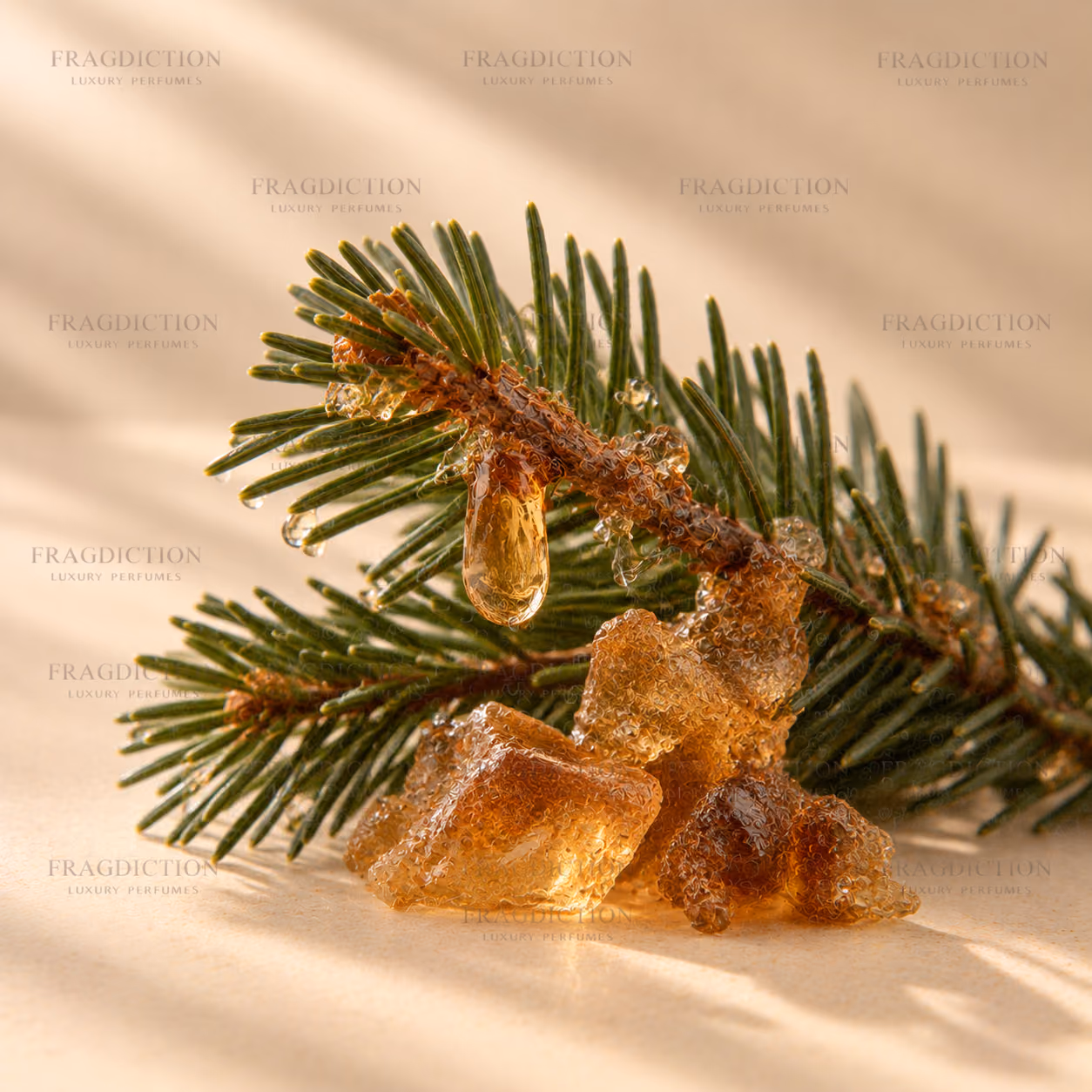 Balsam fir absolute