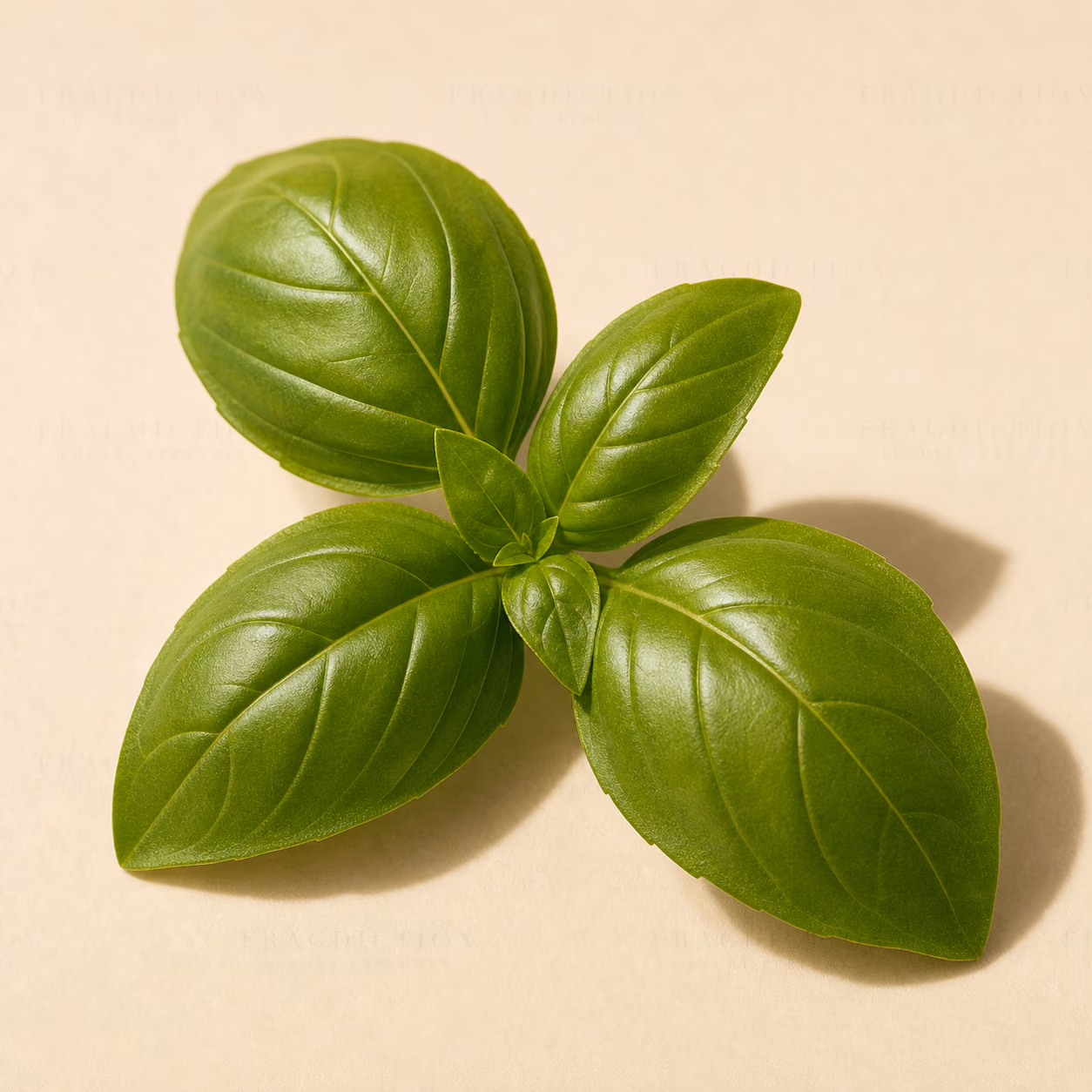 Basil