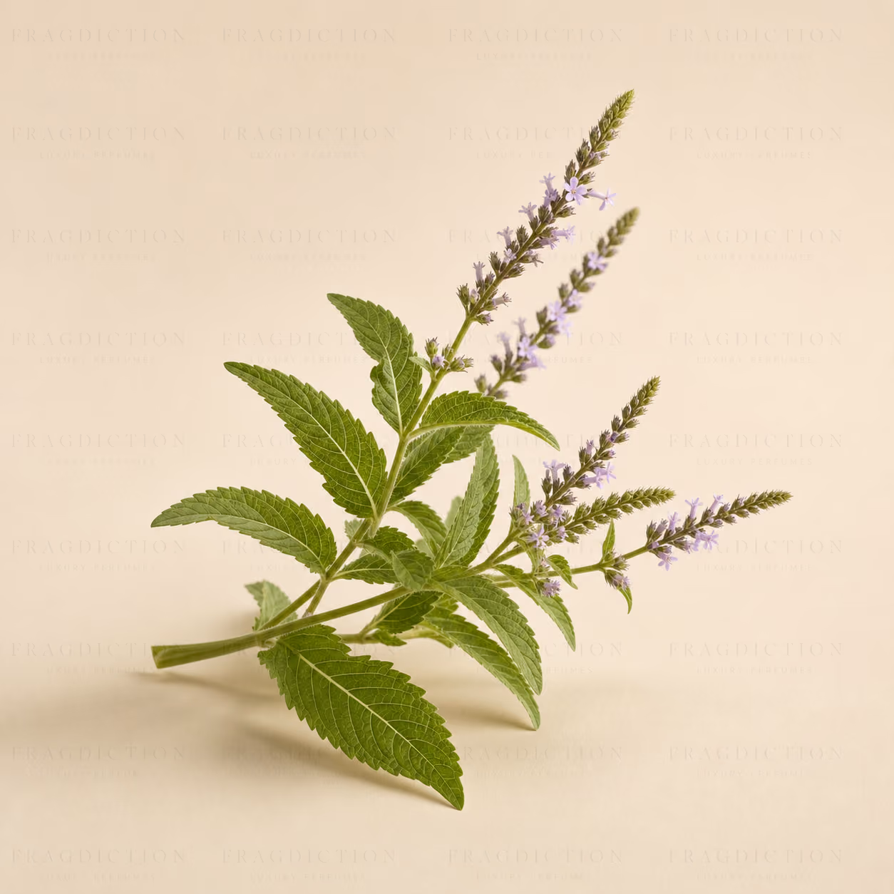 verbena