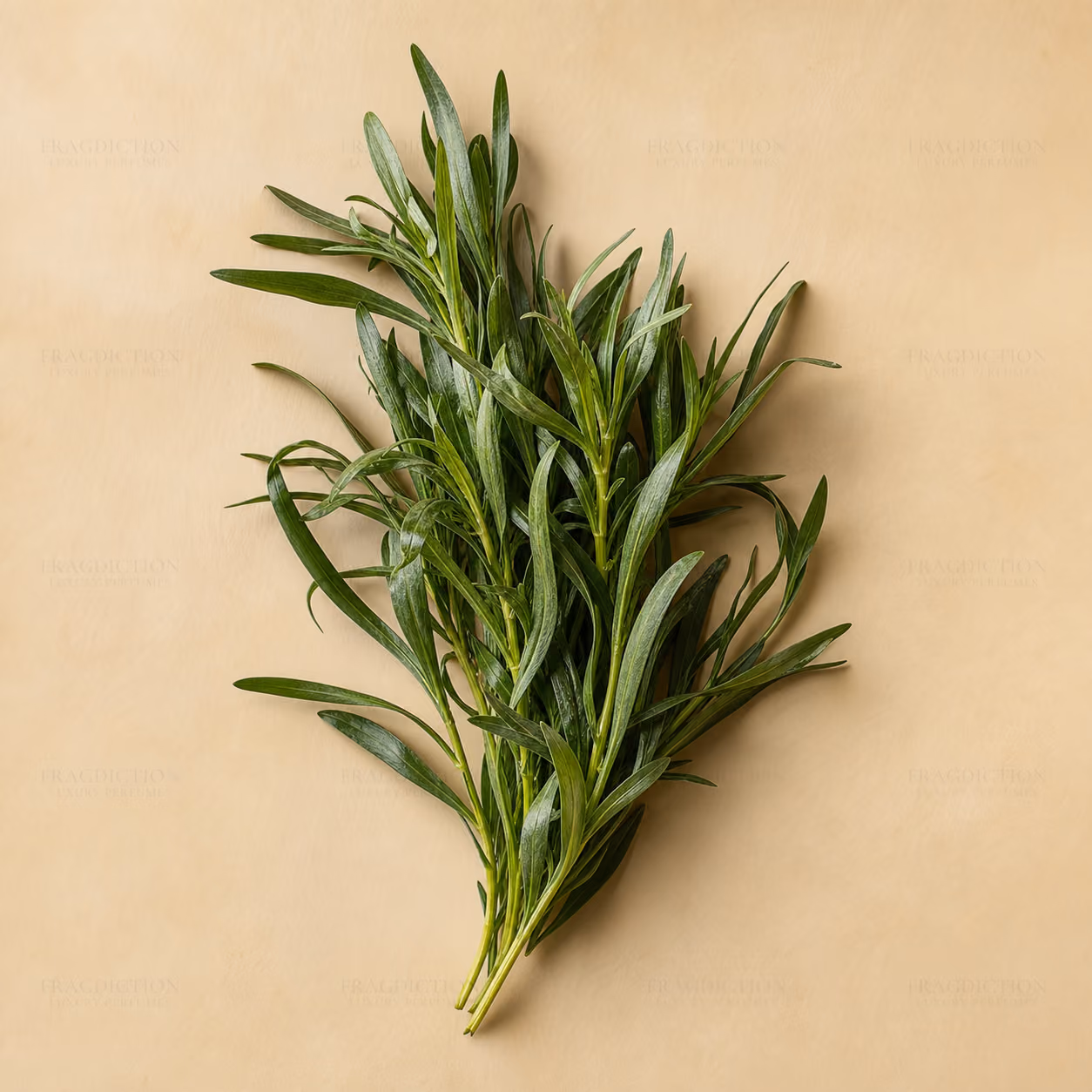 Tarragon