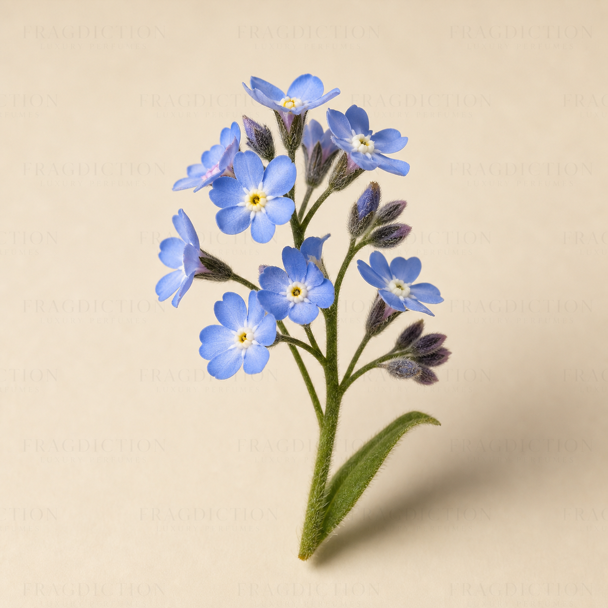 Forget me not
