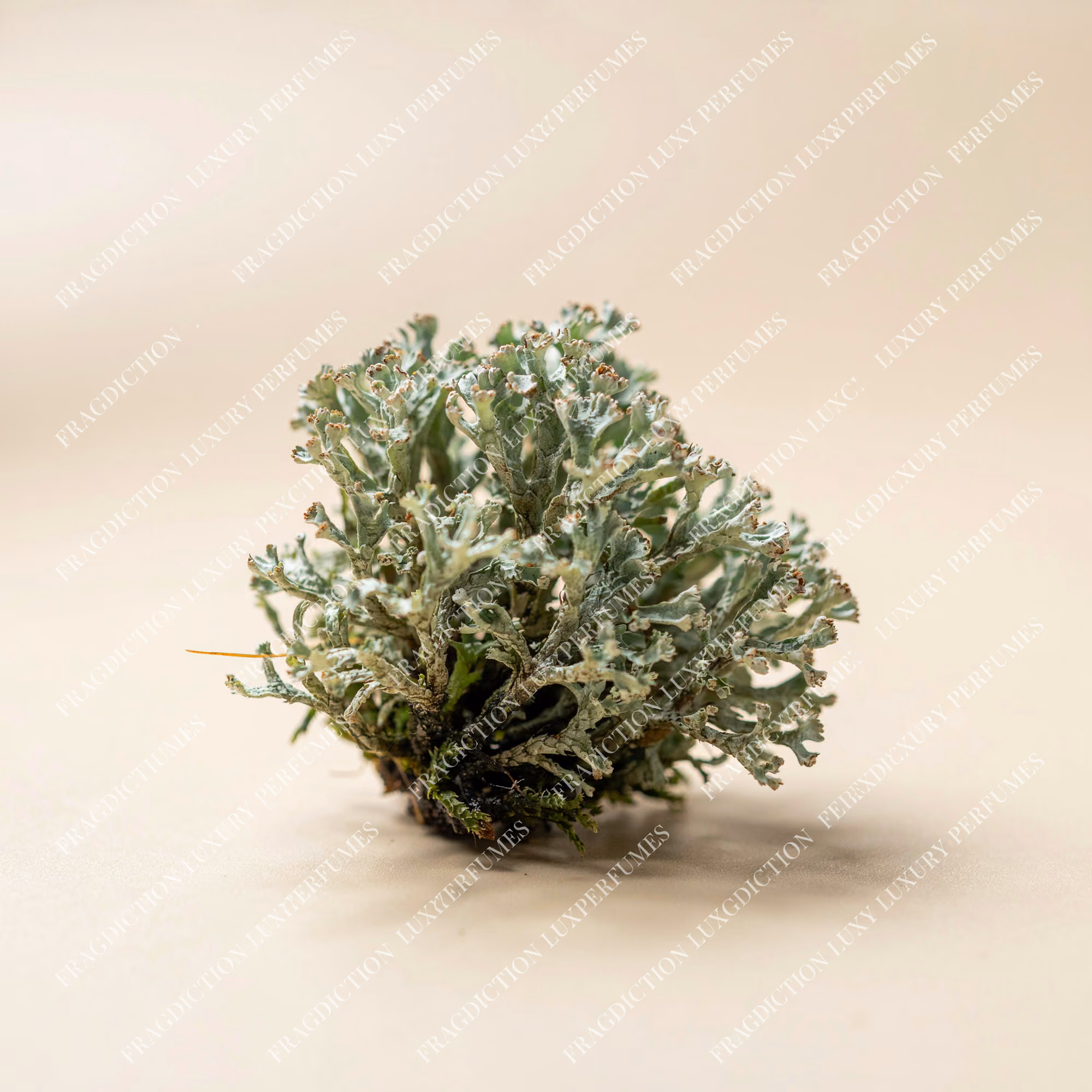 Oakmoss