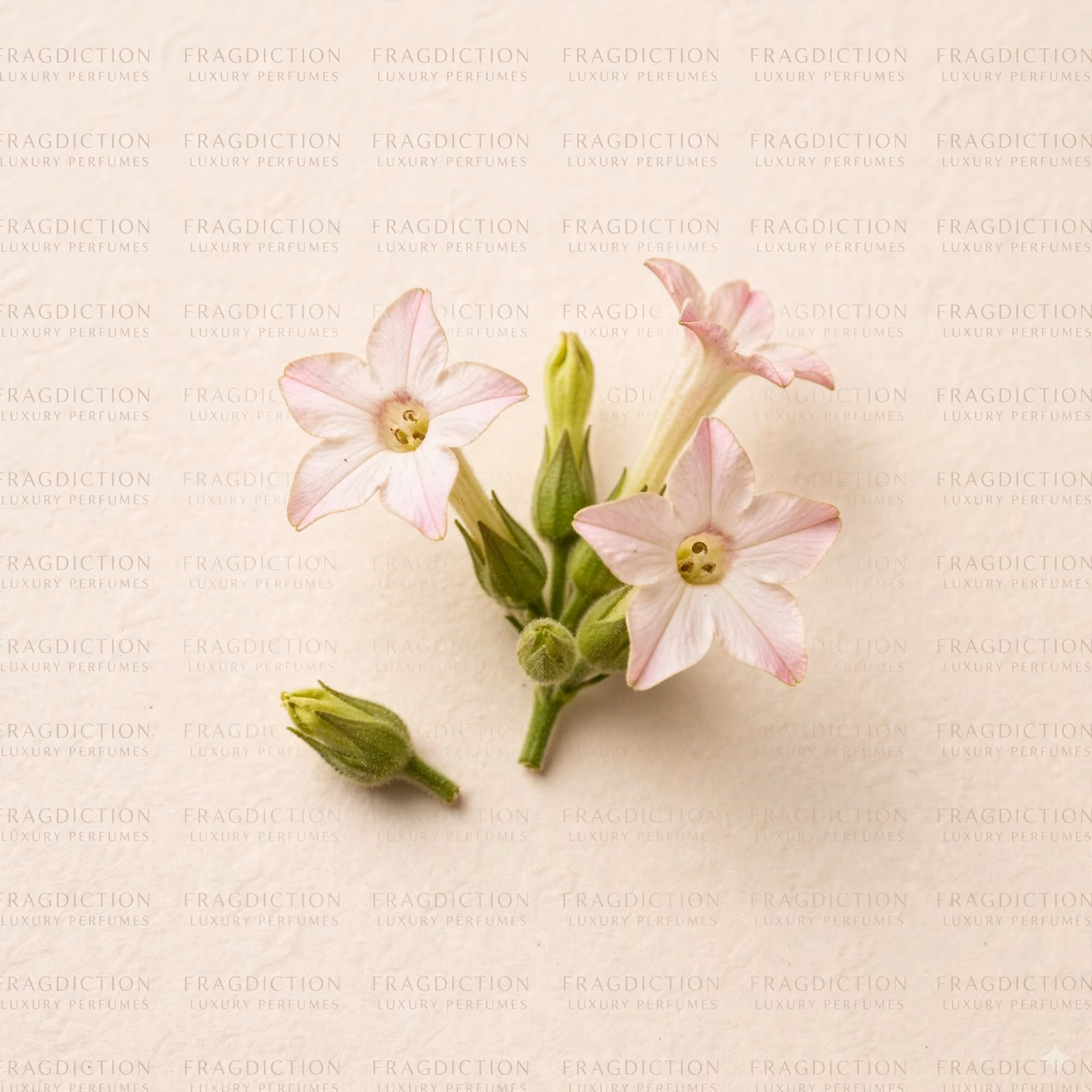 Tobacco flower