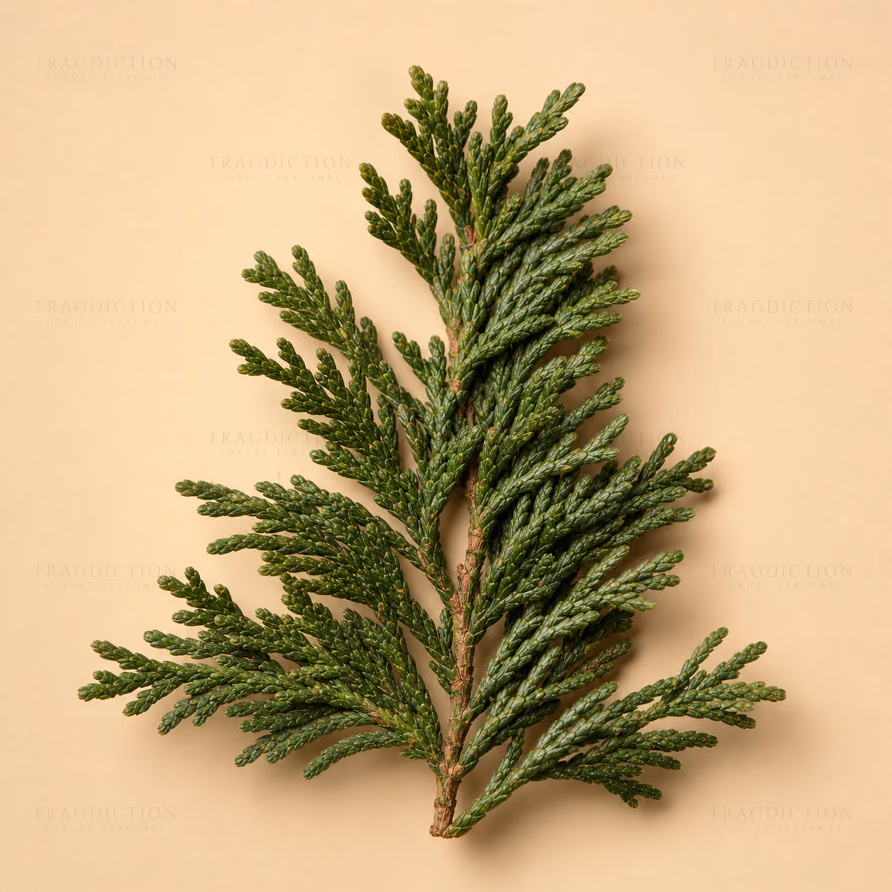 Cedar leaf