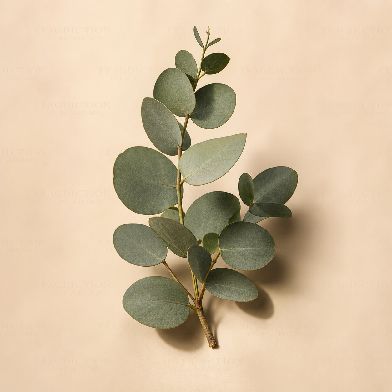 Eucalyptus