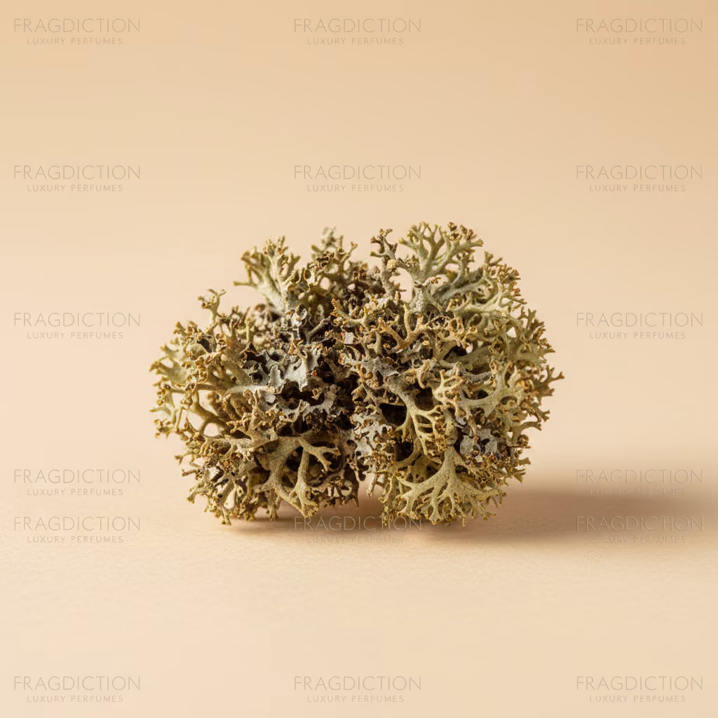 Macedonian oakmoss