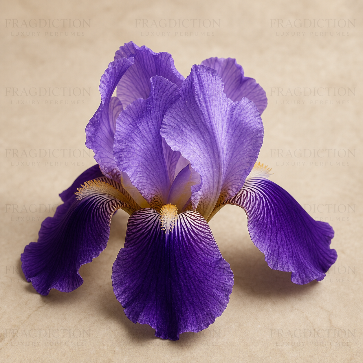 Florentine iris absolute