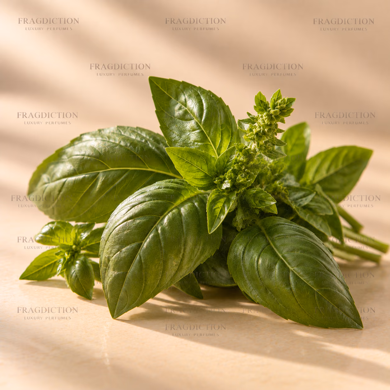 Basil absolute