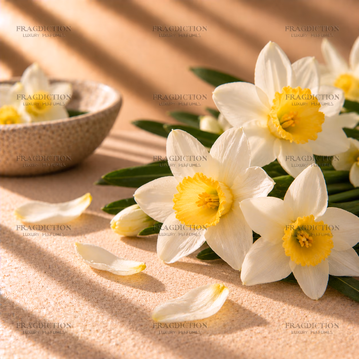 French Narcissus