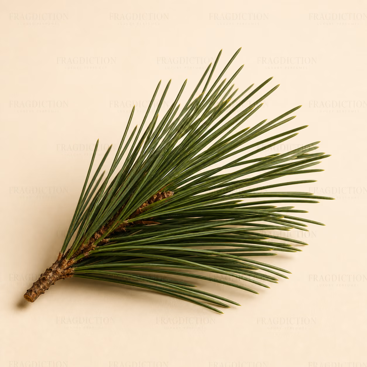 Pine Tree Needles