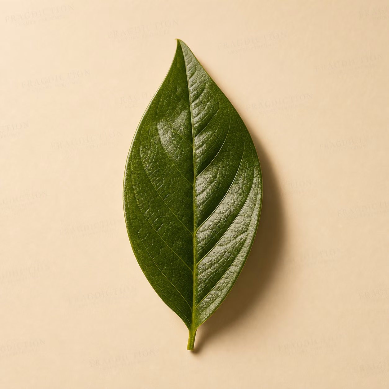 Pimento Leaf