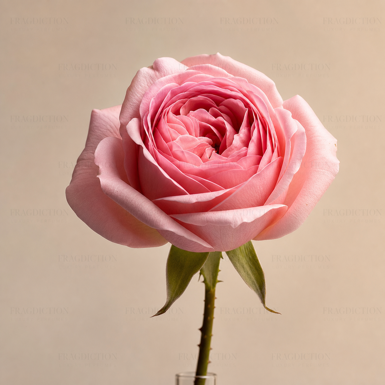 Grasse Rose