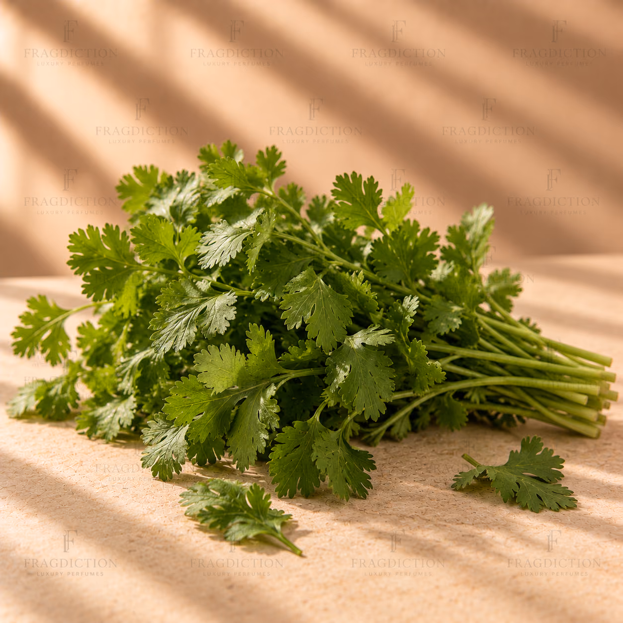 Green Coriander