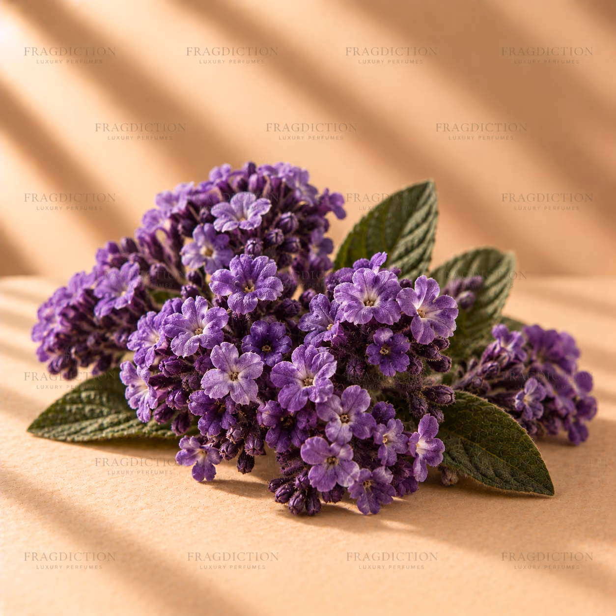 Heliotrope