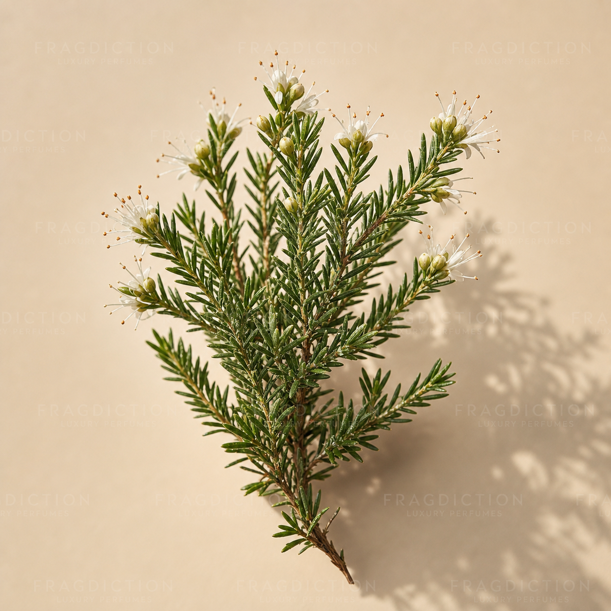 buchu or agathosma
