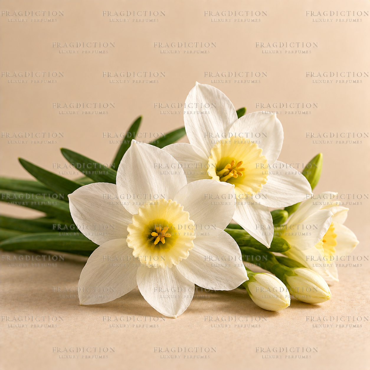 Narcissus