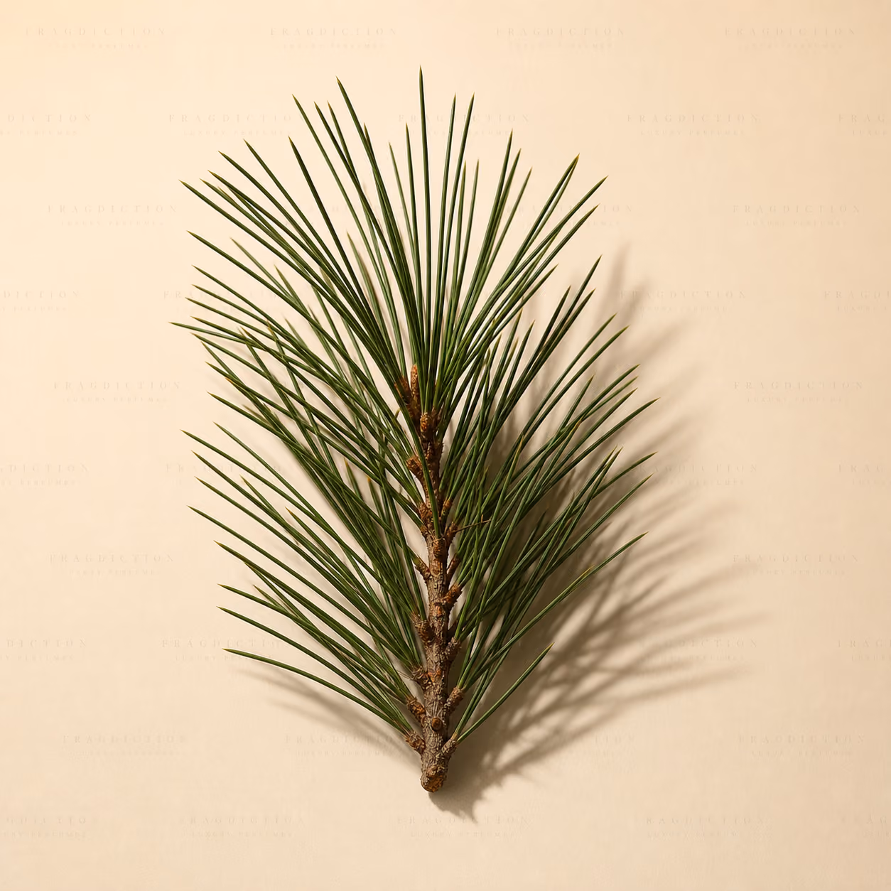 Pine needle