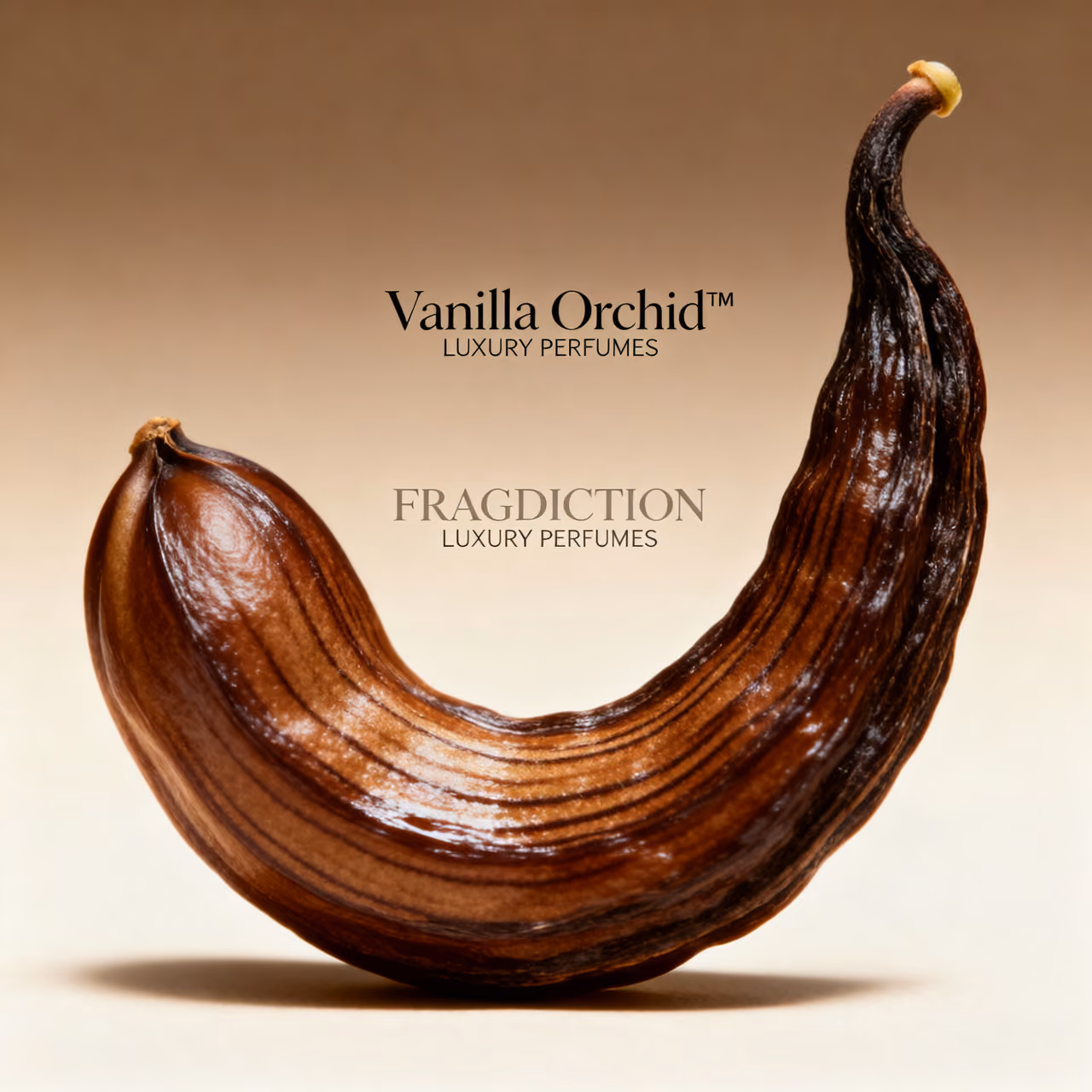 Vanilla Orchid