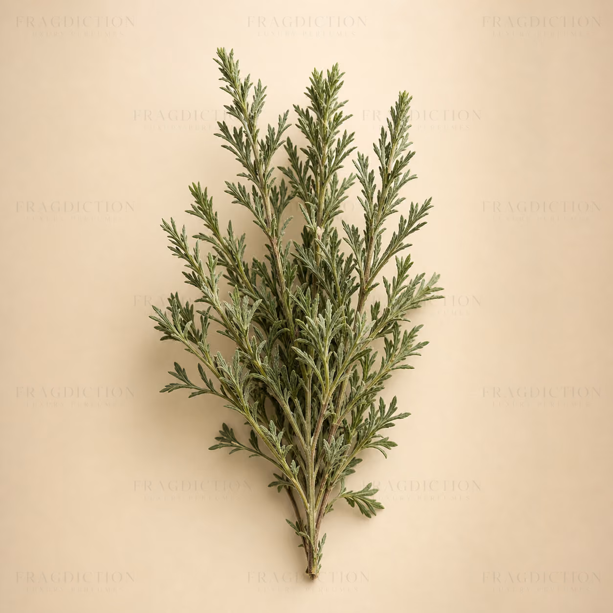 Artemisia
