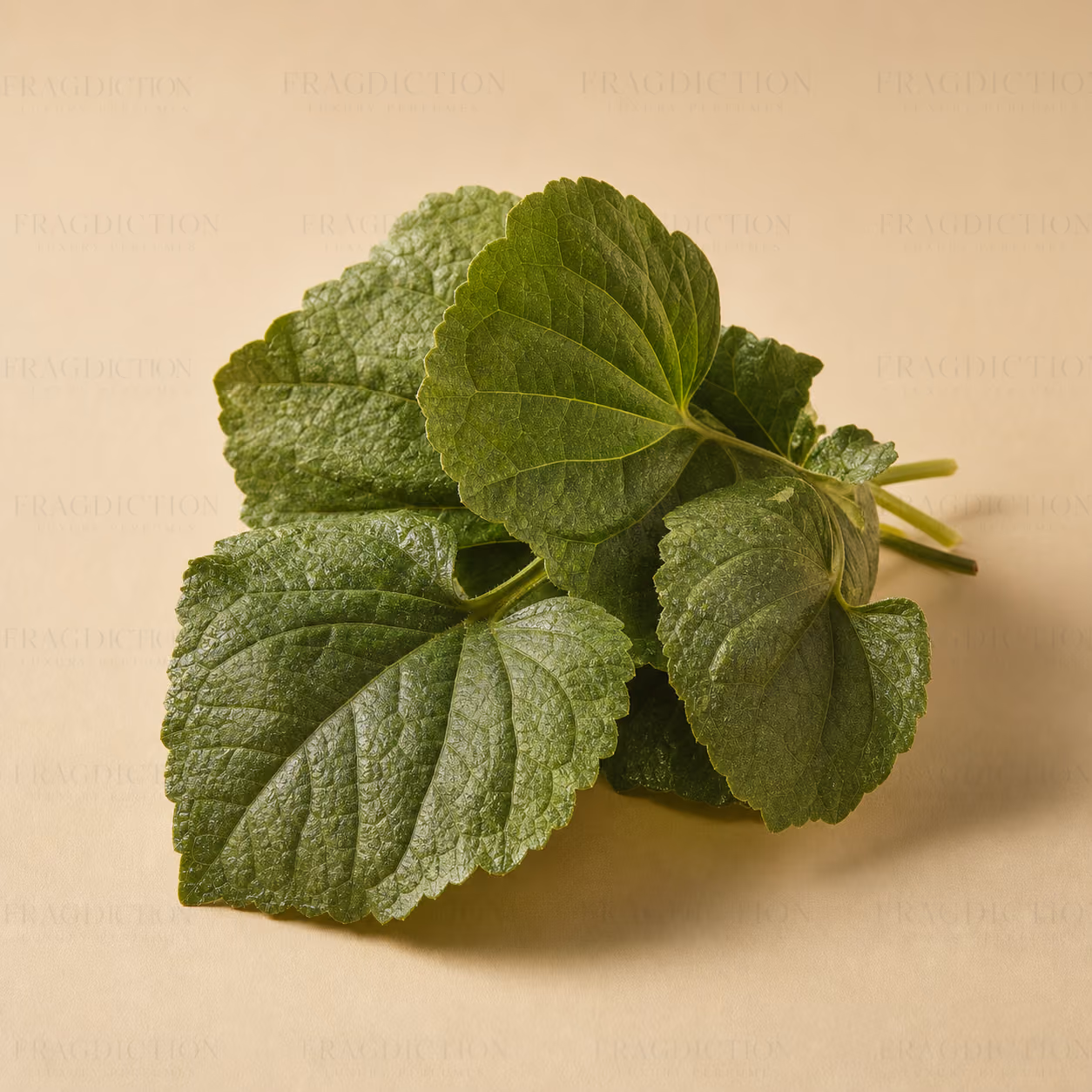 Violet Leaves