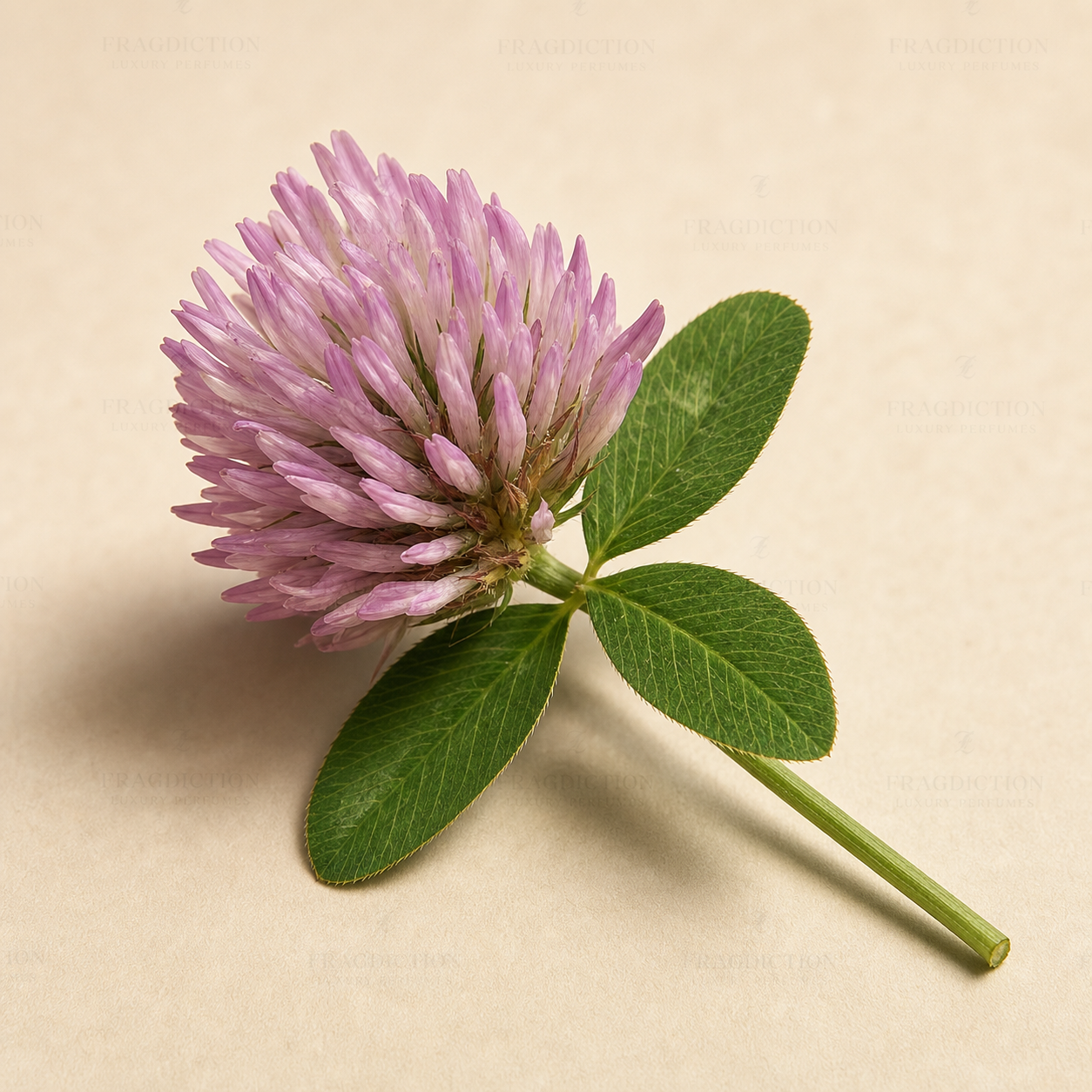 Clover