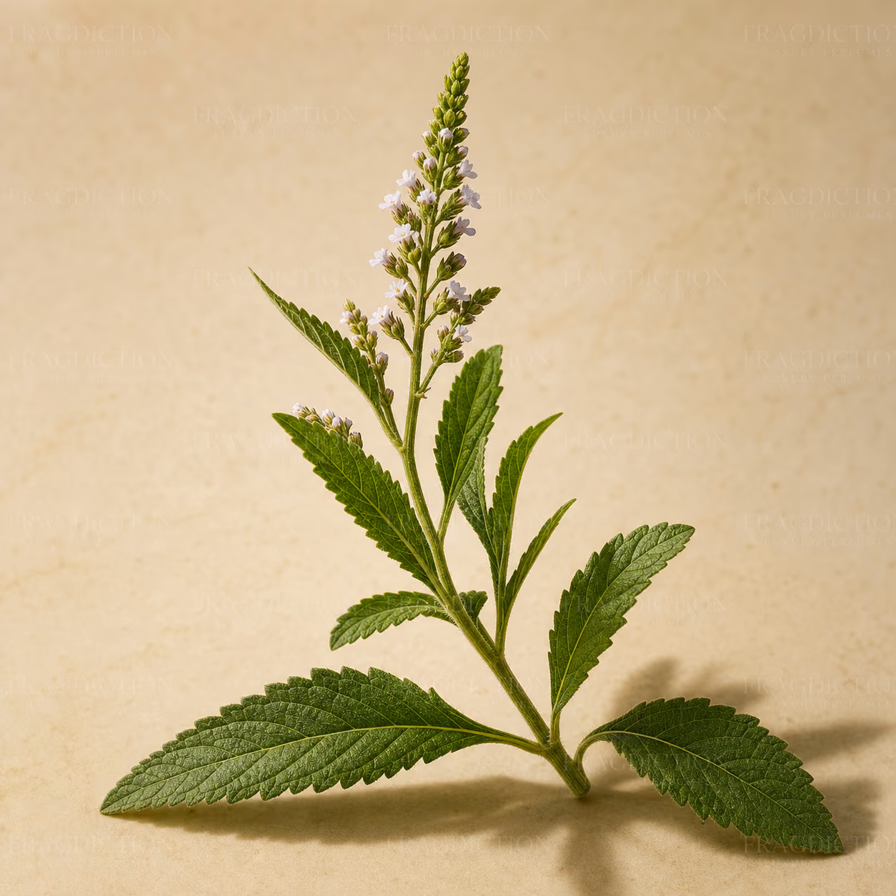 Vervain
