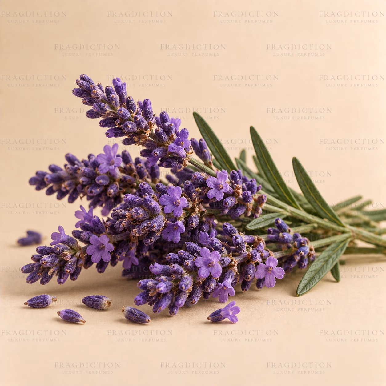 Provençal lavender