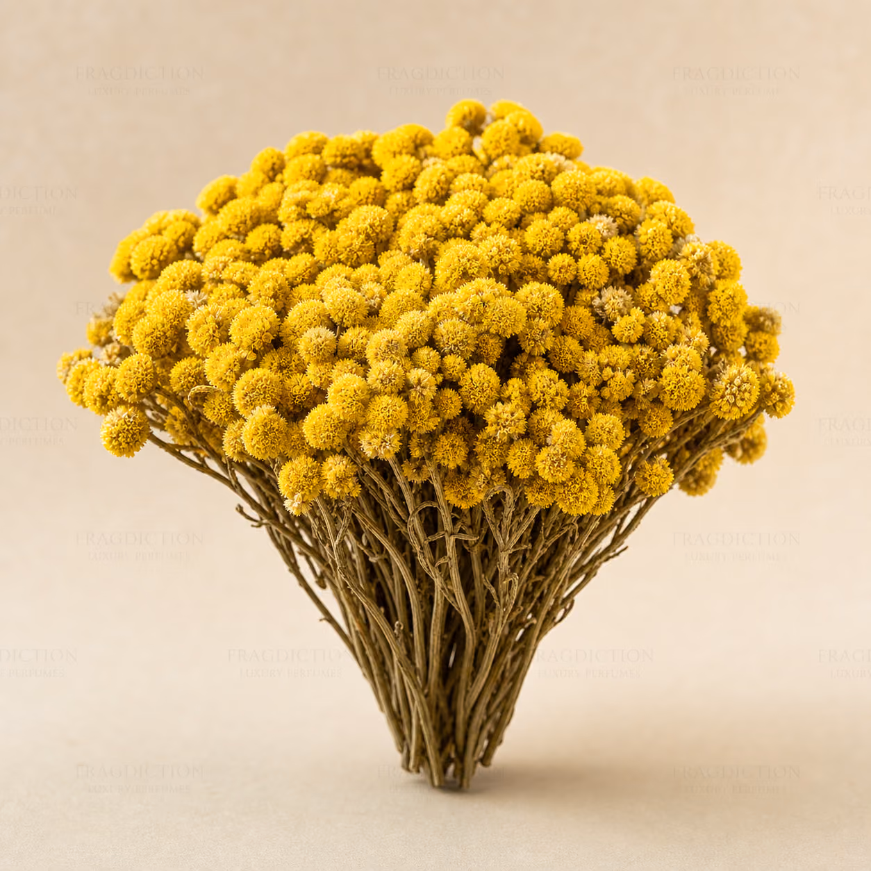 Immortelle