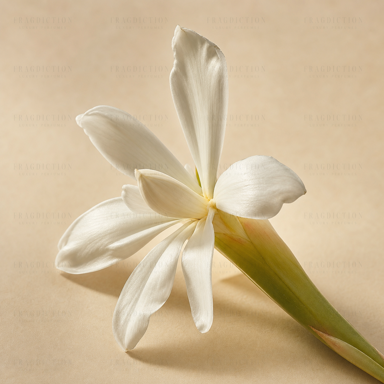 Ginger flower