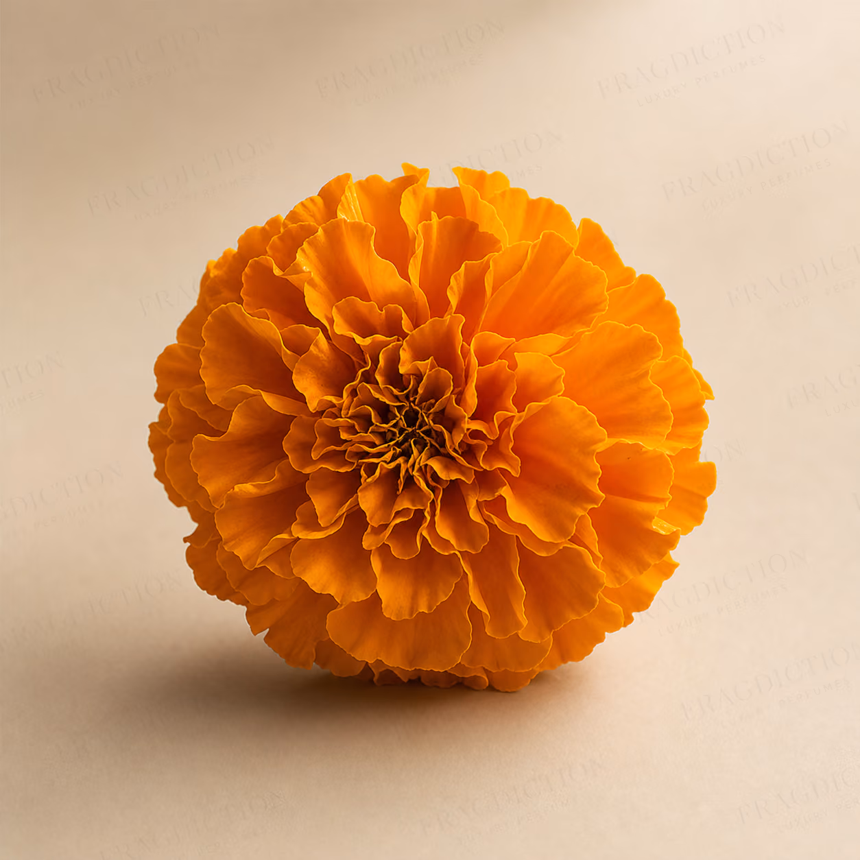 Tagetes