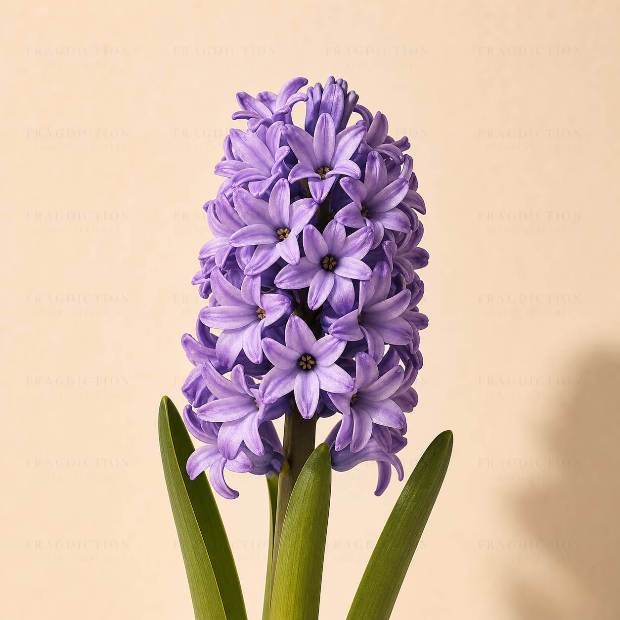 Hyacinth